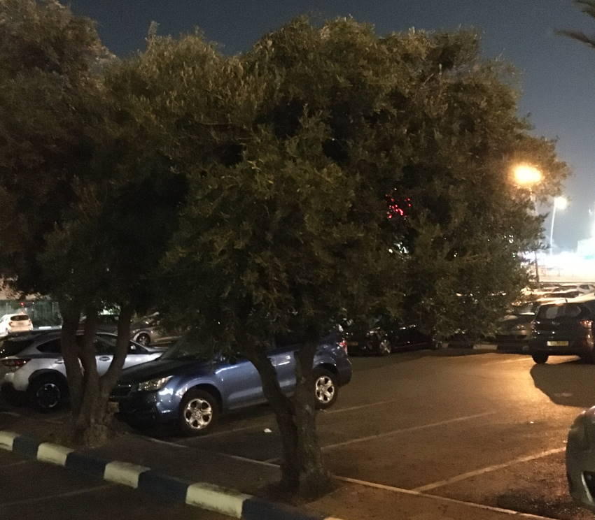 A photograph of an olive tree at night