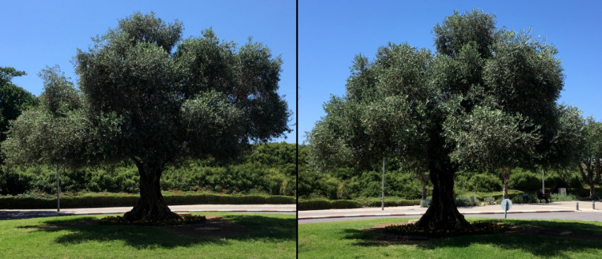 Reference photos for an olive tree