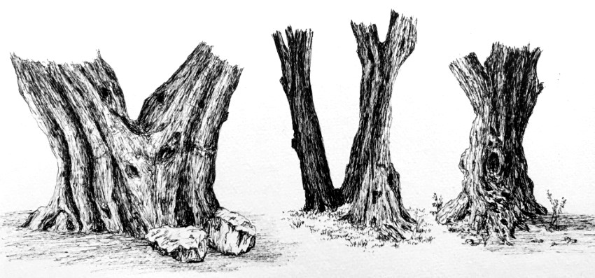 Olive tree trunks pen drawing