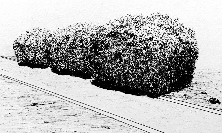 Pen drawing of a bush which is trimmed
