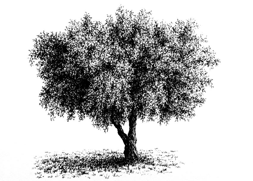 Realistic pen drawing of an olive tree