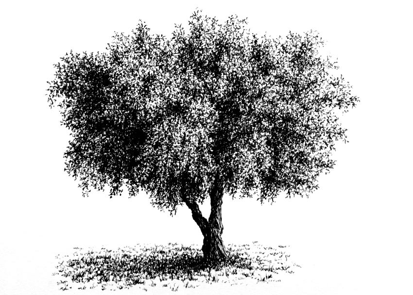 realistic drawing of an olive tree