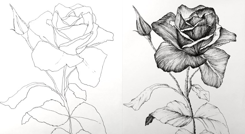 Pen and ink drawing of a rose flower