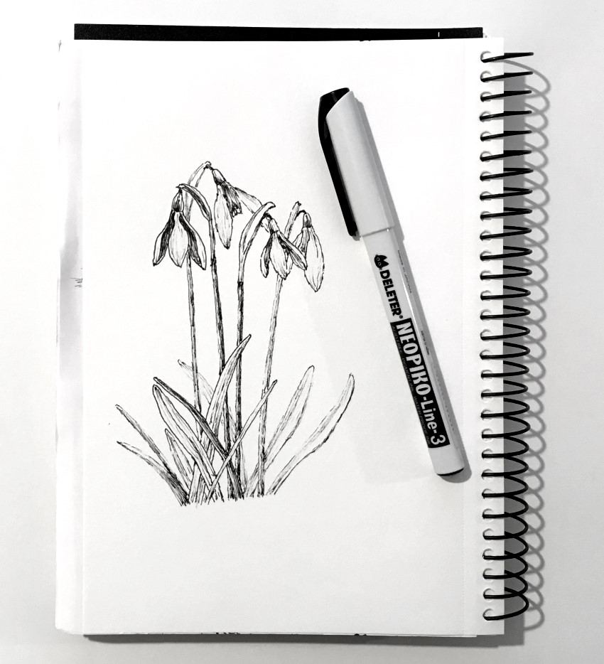 Snowdrop flowers pen and ink drawing