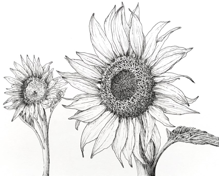 Sunflower pen and ink drawing