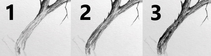 Steps for drawing a tree branch
