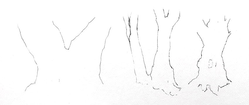 Drawing olive tree trunk form with pen