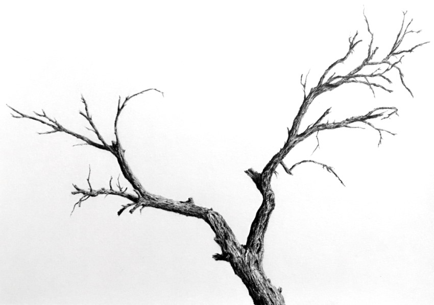 Tree trunk pencil drawing