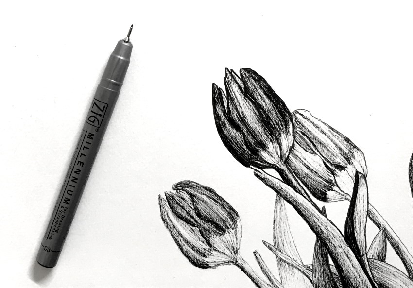 Pen and ink tulip flowers drawing