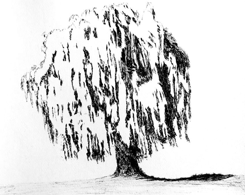 Drawing the dark values for weeping willow tree