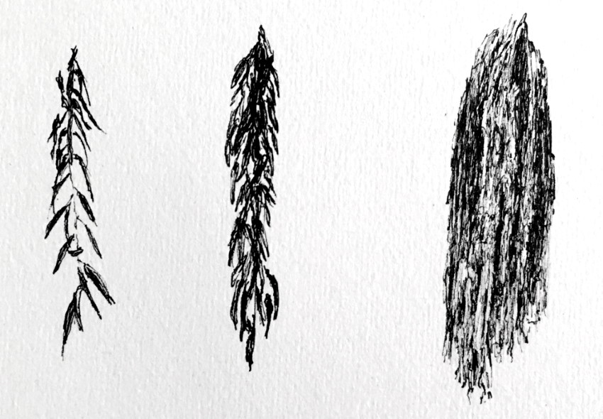 How to draw weeping willow leaves