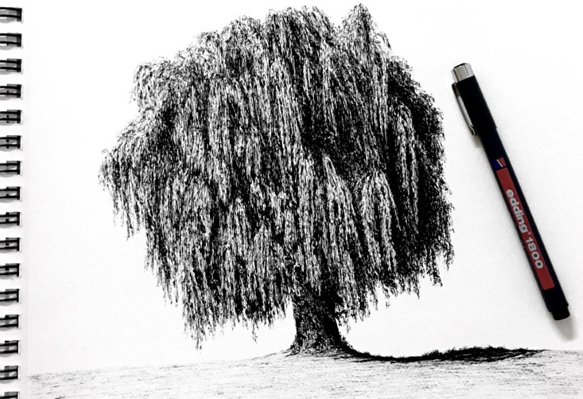 Weeping willow, realistic pen drawing