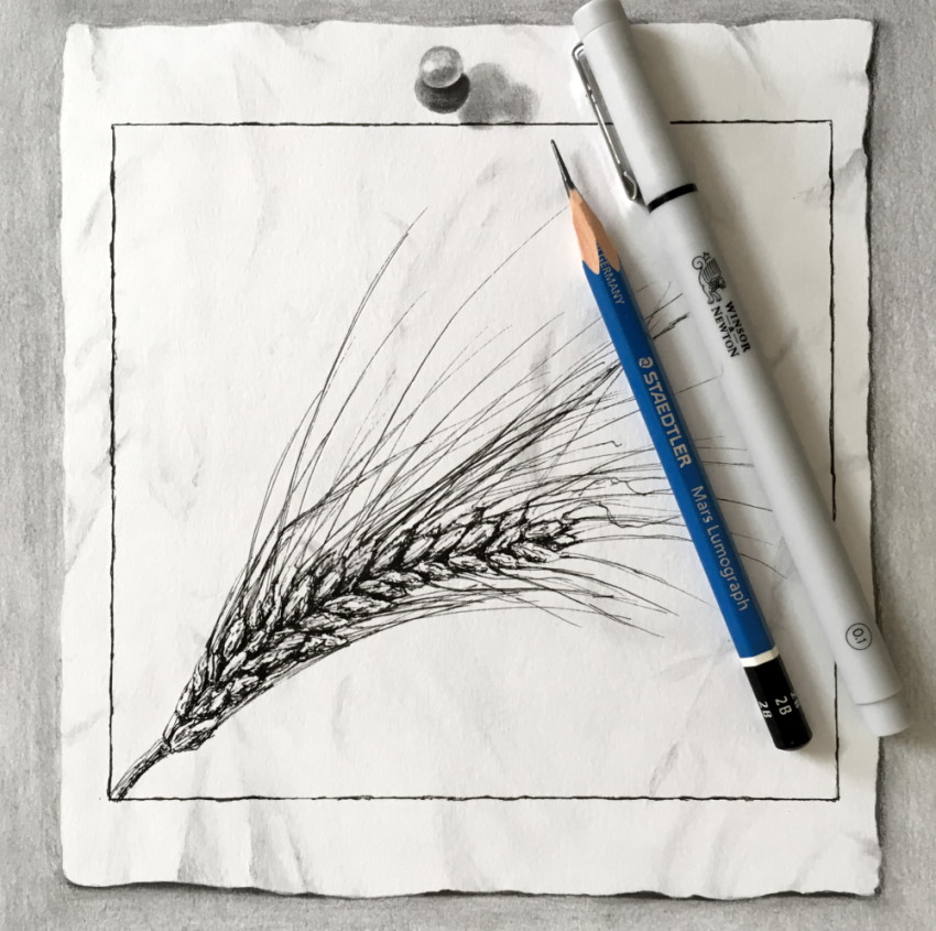 Realistic wheat drawing using a pen