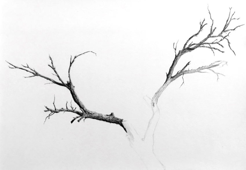 Initial steps for drawing a tree trunk