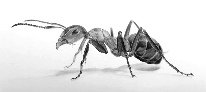 Realistic pencil drawing of an ant