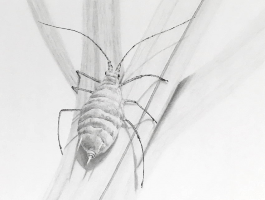 Realistic pencil drawing of an aphid