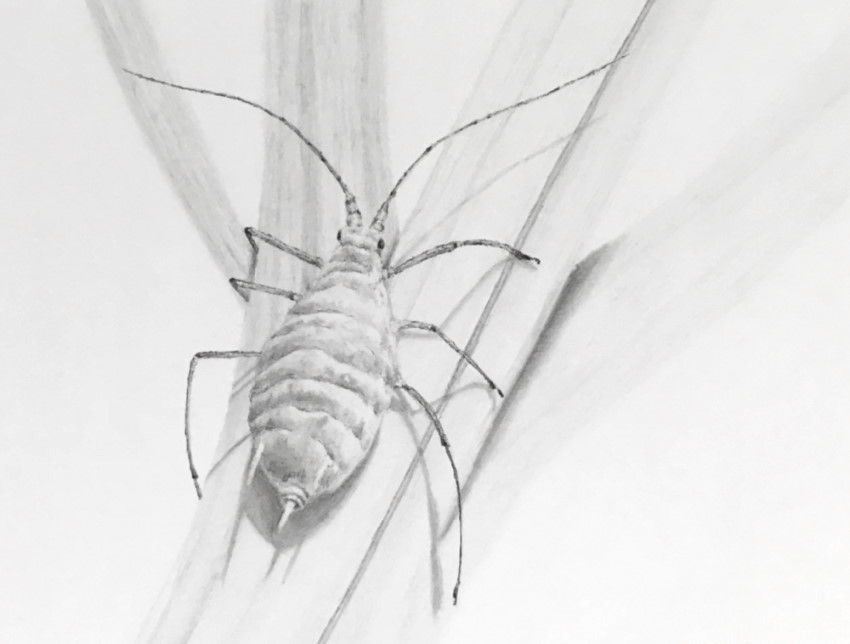 Pencil Drawing of an Insect Abstract Surrealism Hyper Detail Line Art ·  Creative Fabrica