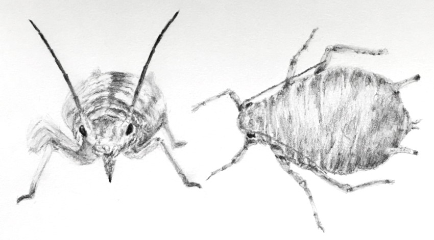 Pencil sketch of two aphids