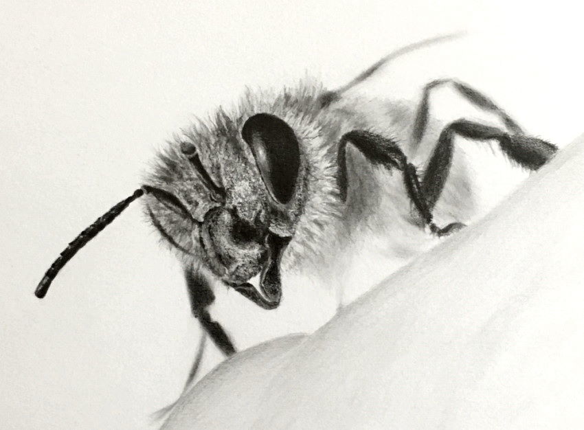 Realistic pencil drawing of a bee