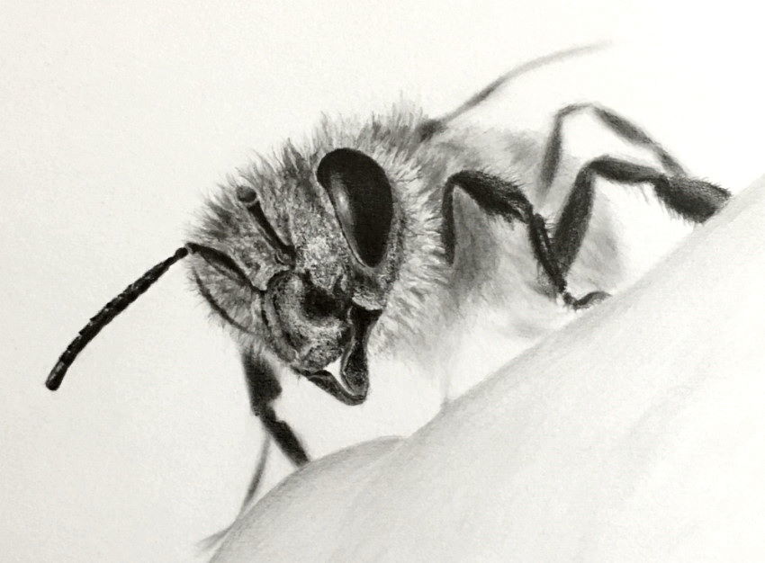 Buy Honey Bee Pencil Drawing Printable Honey Bee Drawing Online in India   Etsy