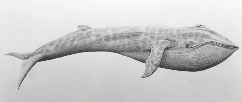 https://ranartblog.com/imagespencil/blue-whale-drawing.jpg