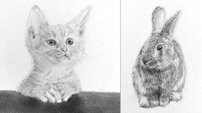 Pencil sketches of a cat and rabbit