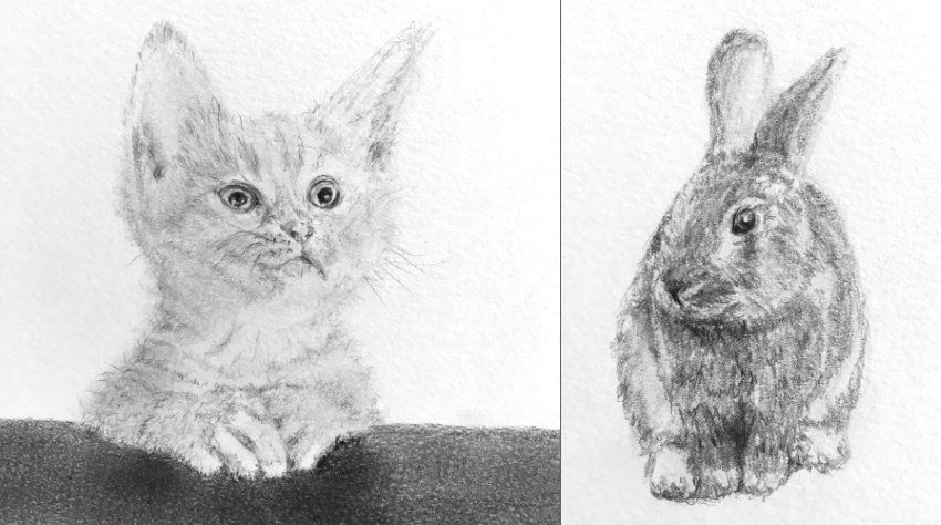 How to Draw a Cat: Easy Step by Step Tutorial