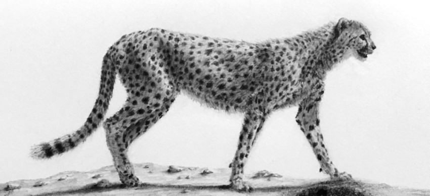 Cheetah Prowling Black Line Drawing Isolated on Light Gray Background  Hand Drawn Illustration Pencil Sketch Stock Illustration  Illustration of  leopard animal 129947923