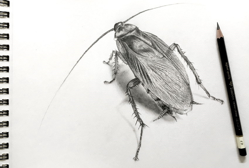 Realistic pencil drawing of a cockroach