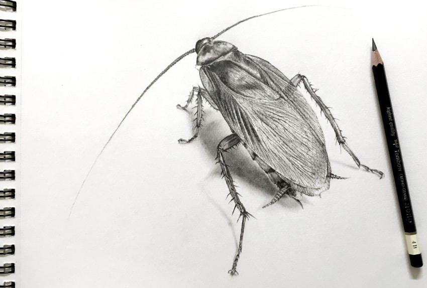 How to Draw a Beetle With Pencil in 3D  Insect  YouTube