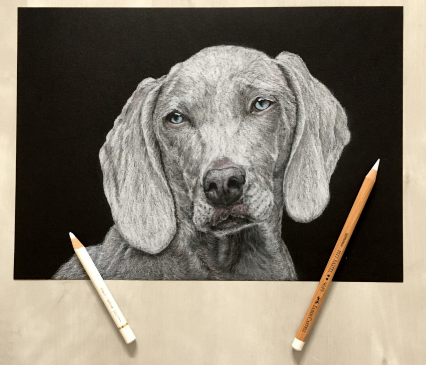 Dog portrait drawing with white and colored pencils