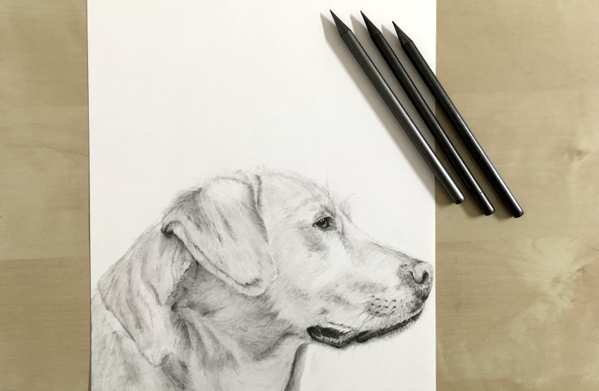 A drawing of a dog using graphite sticks