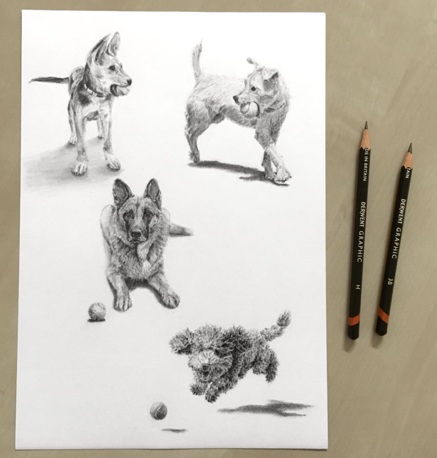 Graphite drawing of dogs with a tennis ball