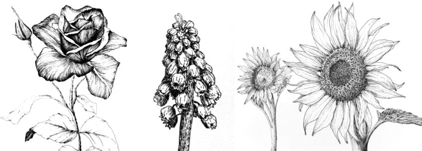 Pen drawing of flowers