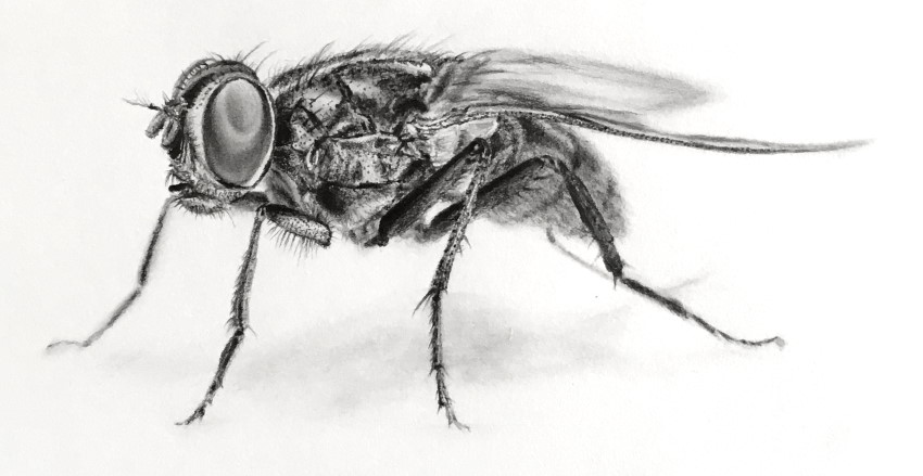 Realistic pencil drawing of a fly