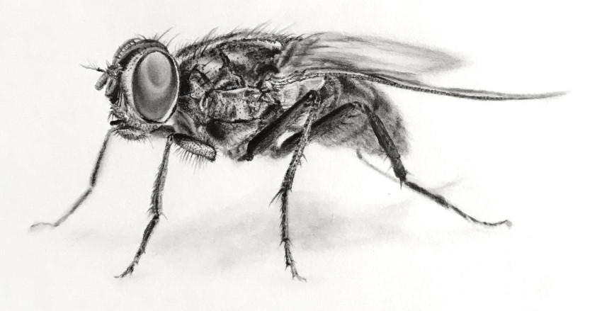 House fly illustration hires stock photography and images  Alamy