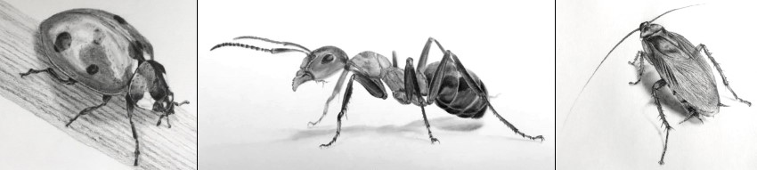 Realistic insects pencil drawings