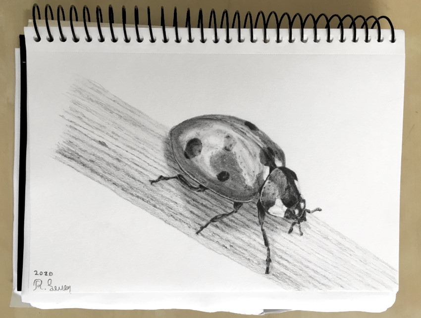 Realistic pencil drawing of a ladybug insect