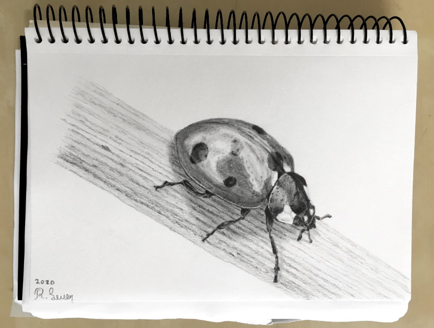 Dessin au crayon réaliste d'un insecte coccinelle