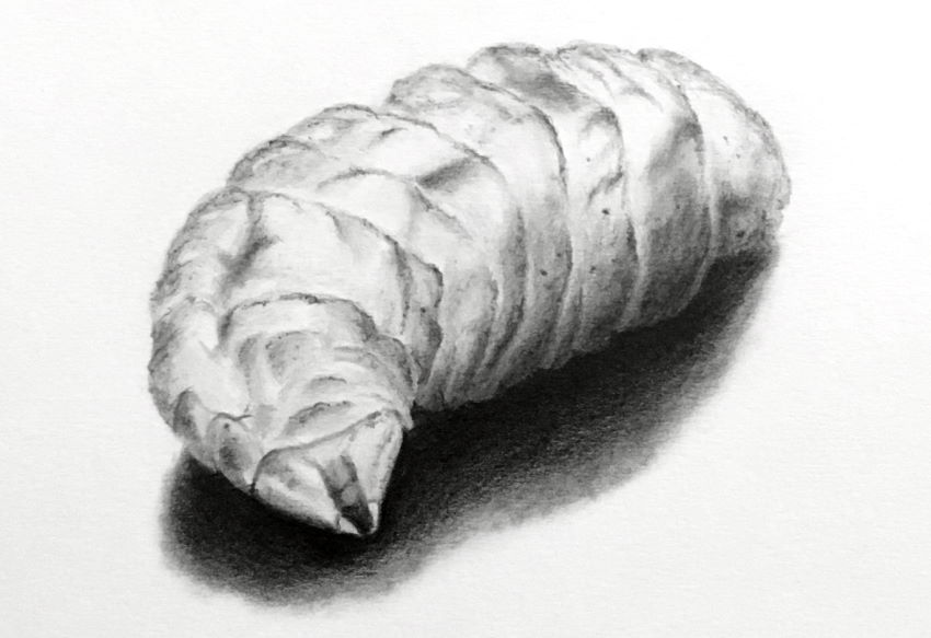 Pencil drawing of a larva