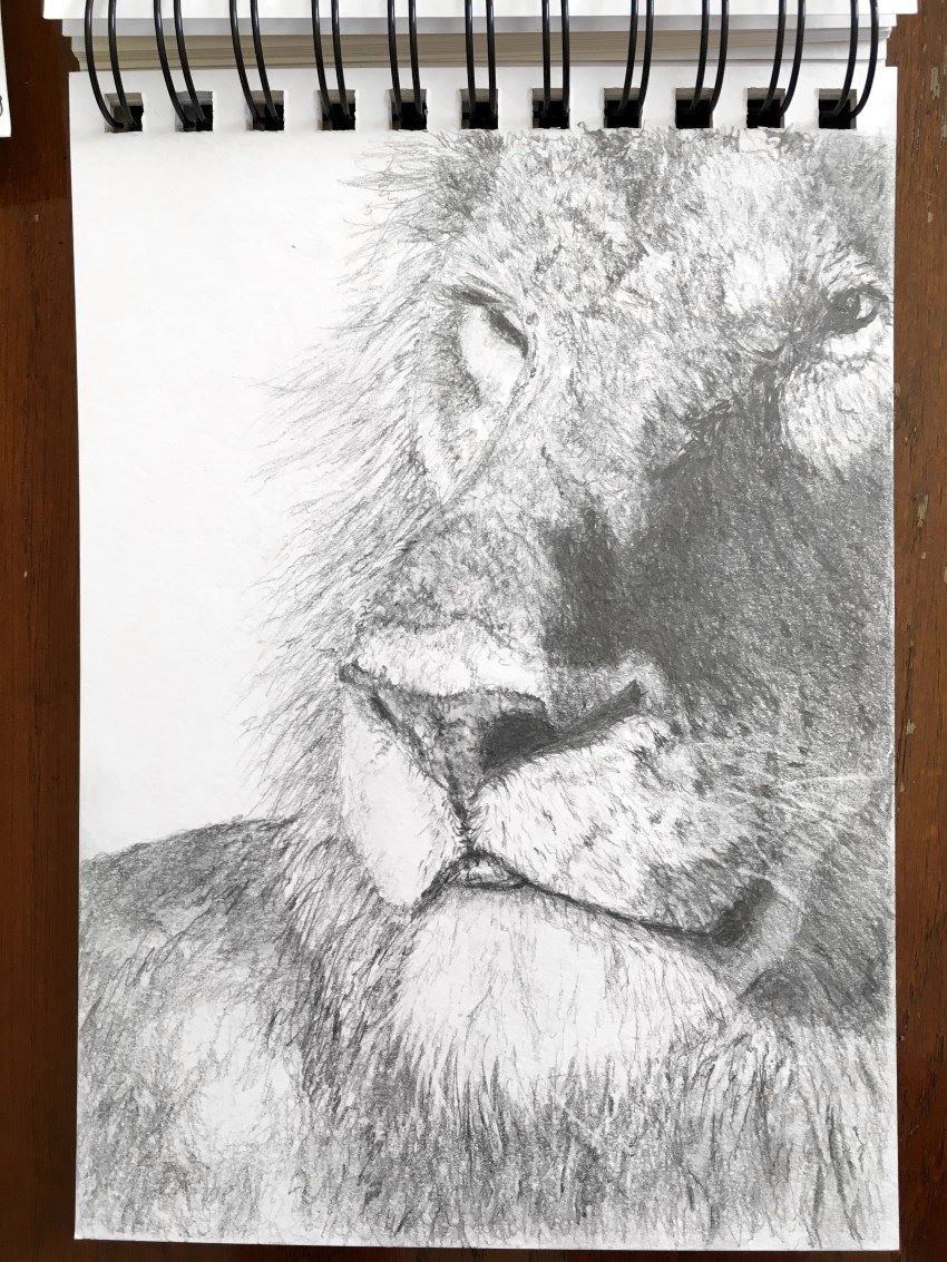 Lion sketch with a mechanical pencil