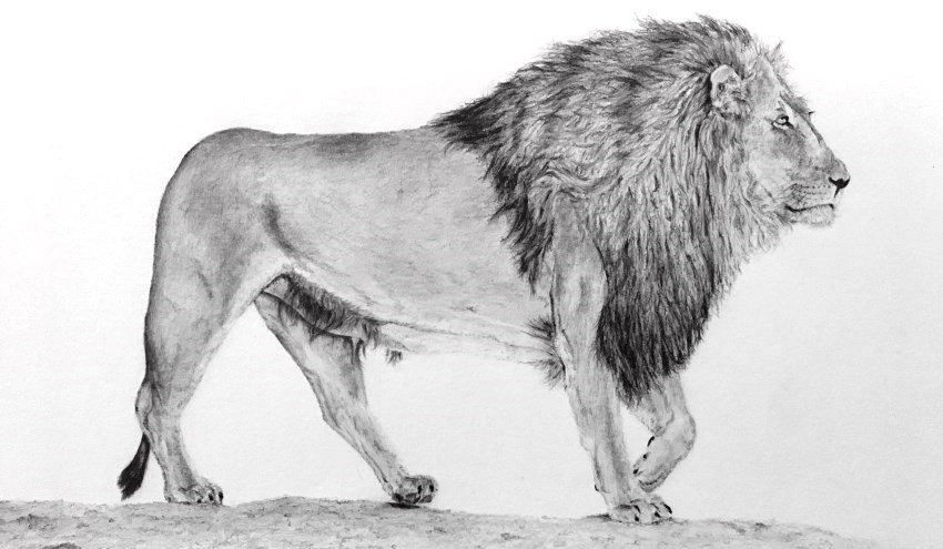Realistic pencil drawing of a lion
