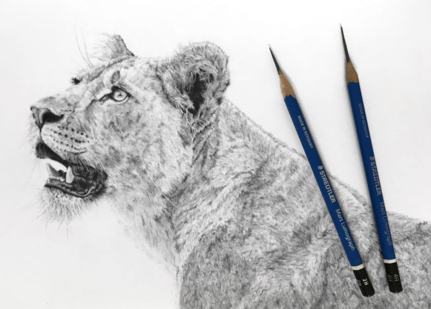 Lioness pencil drawing in a realistic style