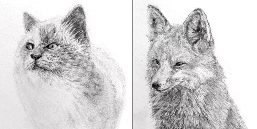 Fox and cat pencil sketches