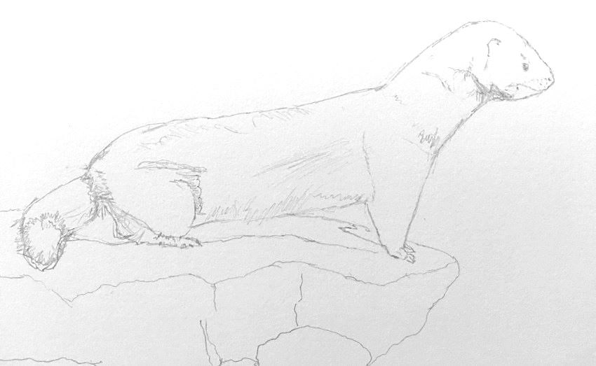 Initial sketch of a mink