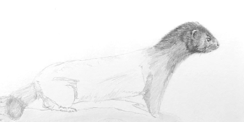 Drawing the head of the mink