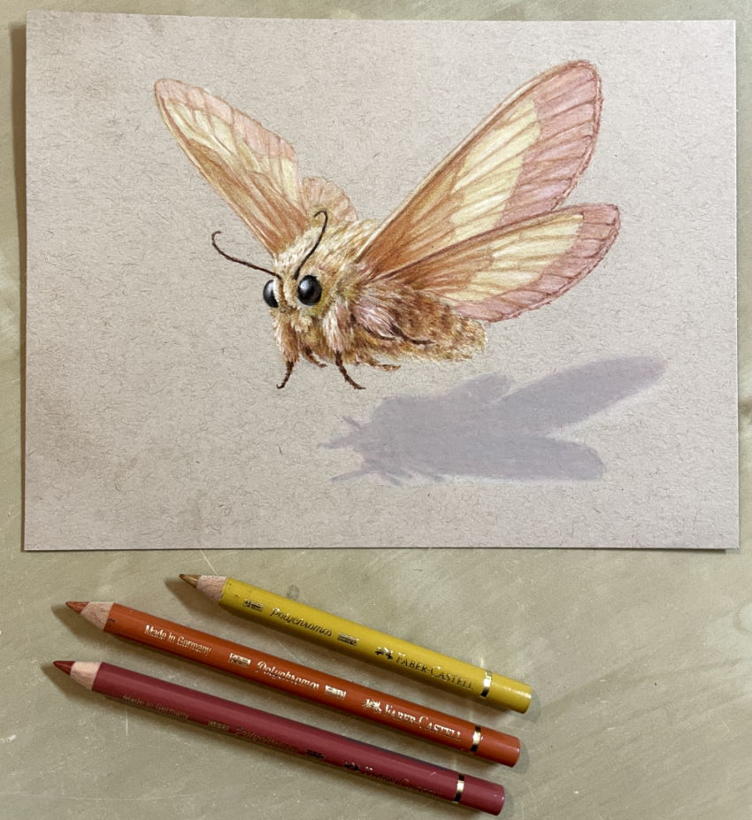 Imagination drawing of a moth with colored pencils