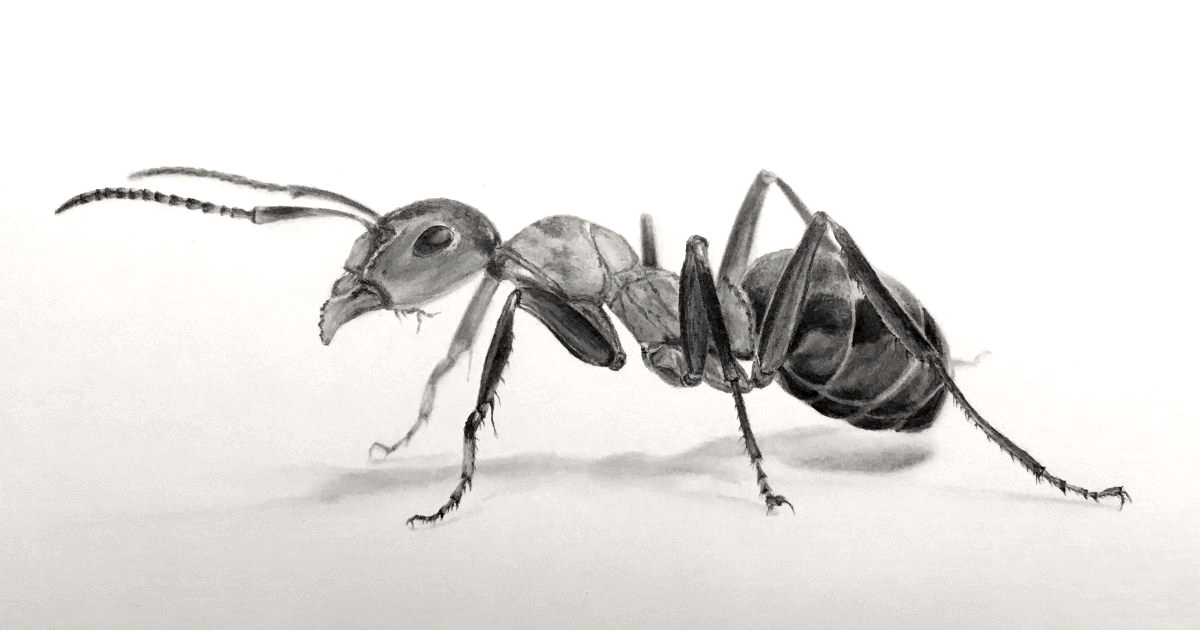how to draw a realistic ant tetriszspintutorial