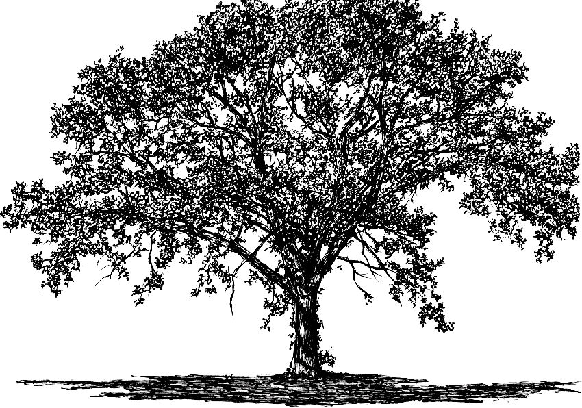 A pen drawing of a tree