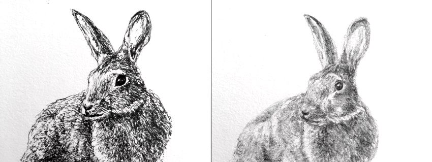 Rabit sketches with pen and pencil